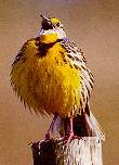 [A meadowlark]