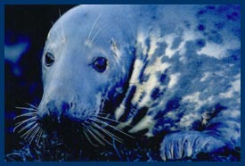 seal